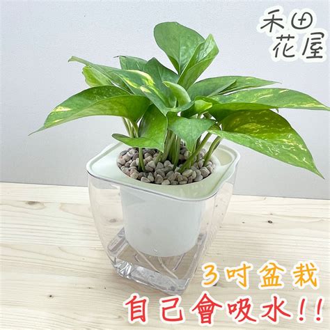 浴廁植物|「浴室植物」推薦這6種！黃金葛可以吸收甲醛、化煞。